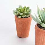 Napa Green POTTED SUCCULENTS 8.5", SET OF 6