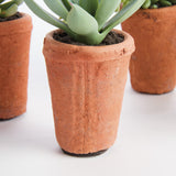 Napa Green POTTED SUCCULENTS 8.5", SET OF 6