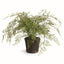 Napa Green MAIDENHAIR DROP-IN 37"