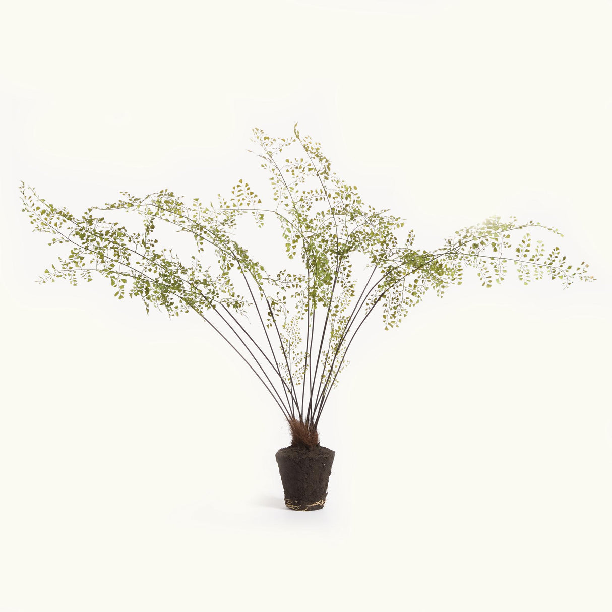 Napa Green MAIDENHAIR DROP-IN 44"