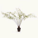 Napa Green MAIDENHAIR DROP-IN 44"