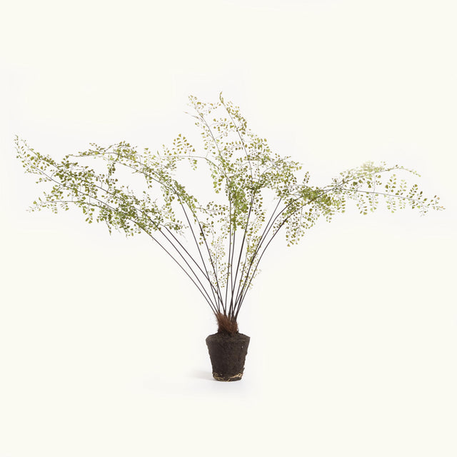 Napa Green MAIDENHAIR DROP-IN 44"