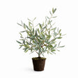 Napa Green OLIVE MINI TREE DROP-IN 26"