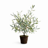 Napa Green OLIVE MINI TREE DROP-IN 26"