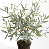 Napa Green OLIVE TREE DROP-IN 26"