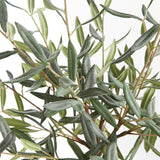 Napa Green OLIVE TREE DROP-IN 26"