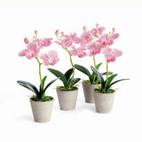Napa Light Pink MINI PHALAENOPSIS ORCHIDS POTTED 9", SET OF 4