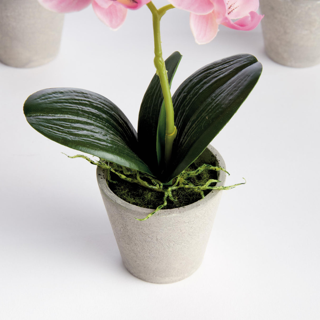 Napa Light Pink MINI PHALAENOPSIS ORCHIDS POTTED 9", SET OF 4