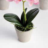Napa Light Pink MINI PHALAENOPSIS ORCHIDS POTTED 9", SET OF 4