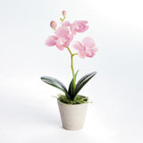 Napa Light Pink MINI PHALAENOPSIS ORCHIDS POTTED 9", SET OF 4