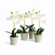 Napa White MINI PHALAENOPSIS ORCHIDS POTTED 9", SET OF 4