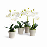 Napa White MINI PHALAENOPSIS ORCHIDS POTTED 9", SET OF 4
