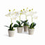 Napa White MINI PHALAENOPSIS ORCHIDS POTTED 9", SET OF 4