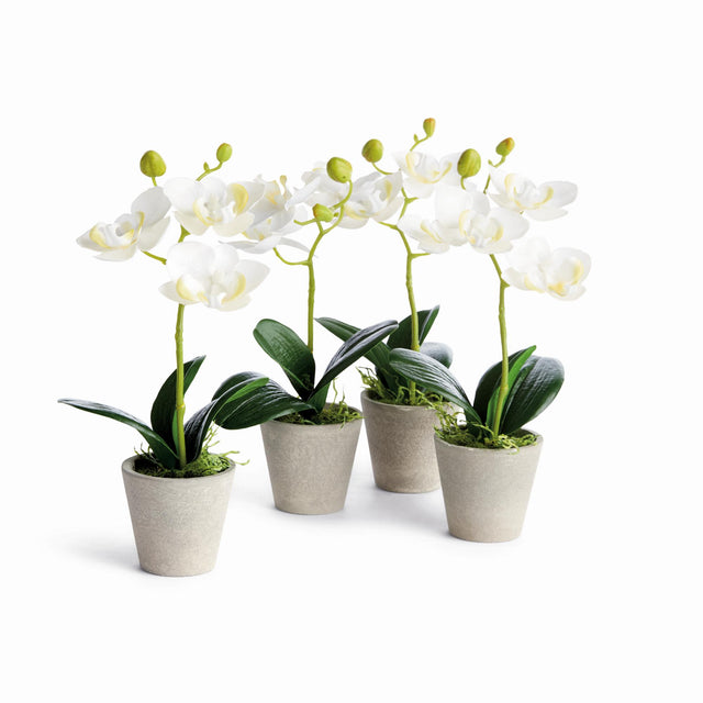 Napa White MINI PHALAENOPSIS ORCHIDS POTTED 9", SET OF 4