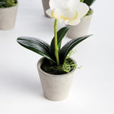 Napa White MINI PHALAENOPSIS ORCHIDS POTTED 9", SET OF 4