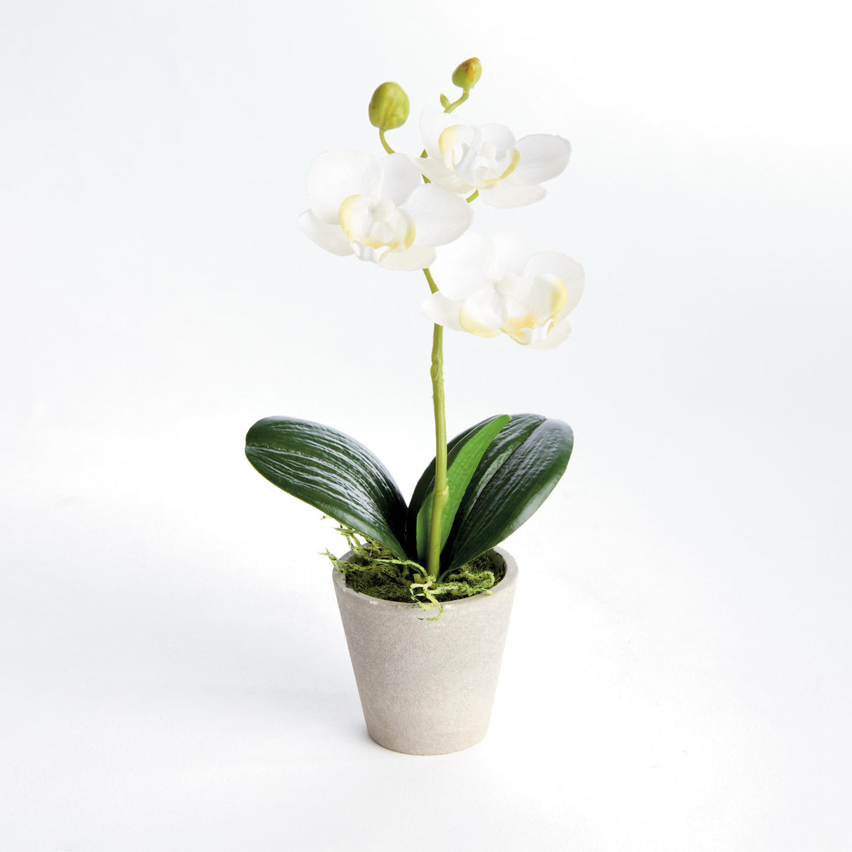 Napa White MINI PHALAENOPSIS ORCHIDS POTTED 9", SET OF 4