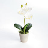 Napa White MINI PHALAENOPSIS ORCHIDS POTTED 9", SET OF 4