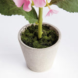 Napa Pink MINI HYDRANGEA POTTED 8", SET OF 4