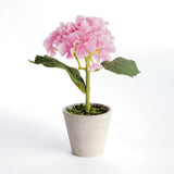 Napa Pink MINI HYDRANGEA POTTED 8", SET OF 4