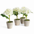 Napa White MINI HYDRANGEA POTTED 8", SET OF 4