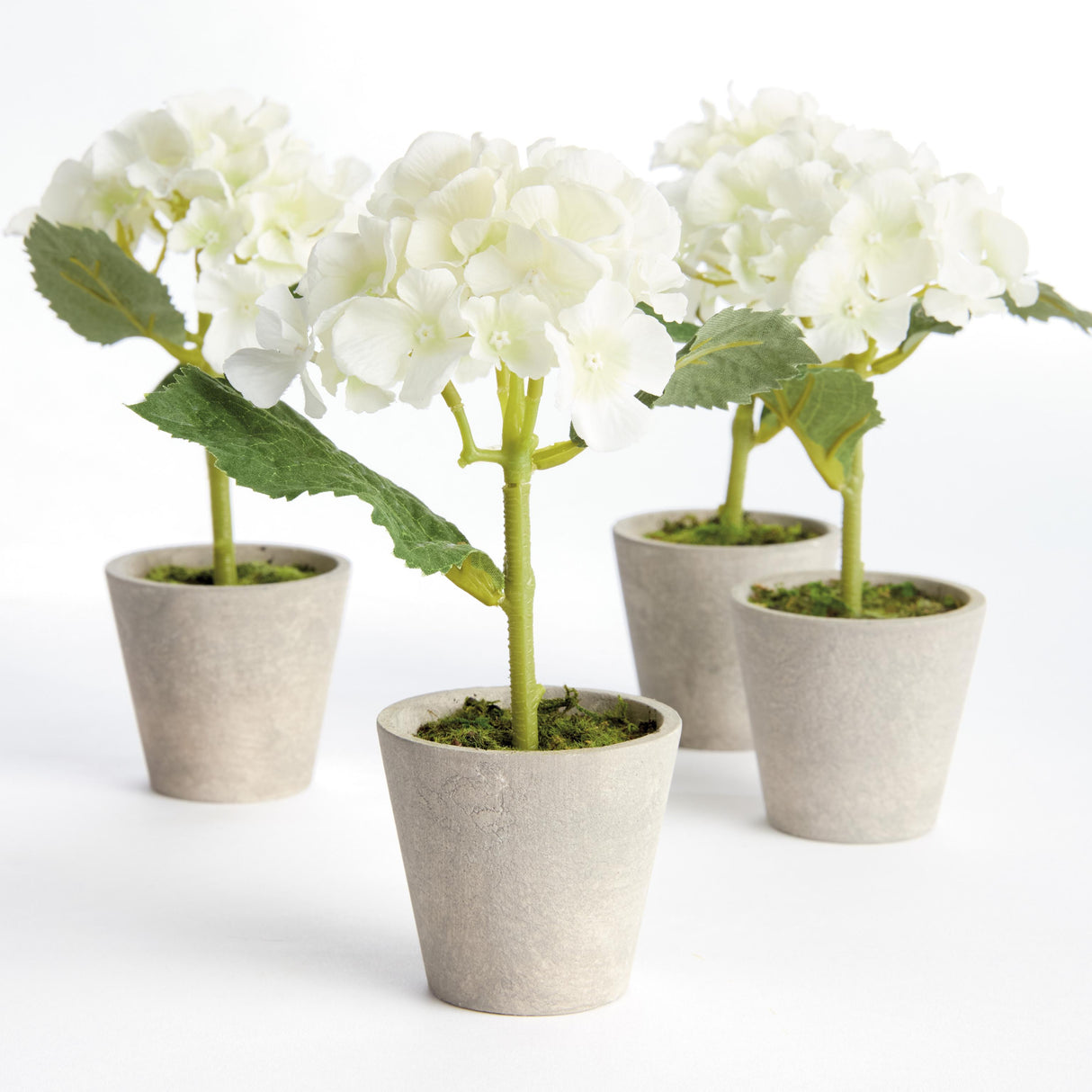 Napa White MINI HYDRANGEA POTTED 8", SET OF 4