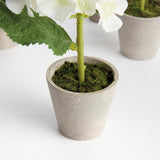 Napa White MINI HYDRANGEA POTTED 8", SET OF 4