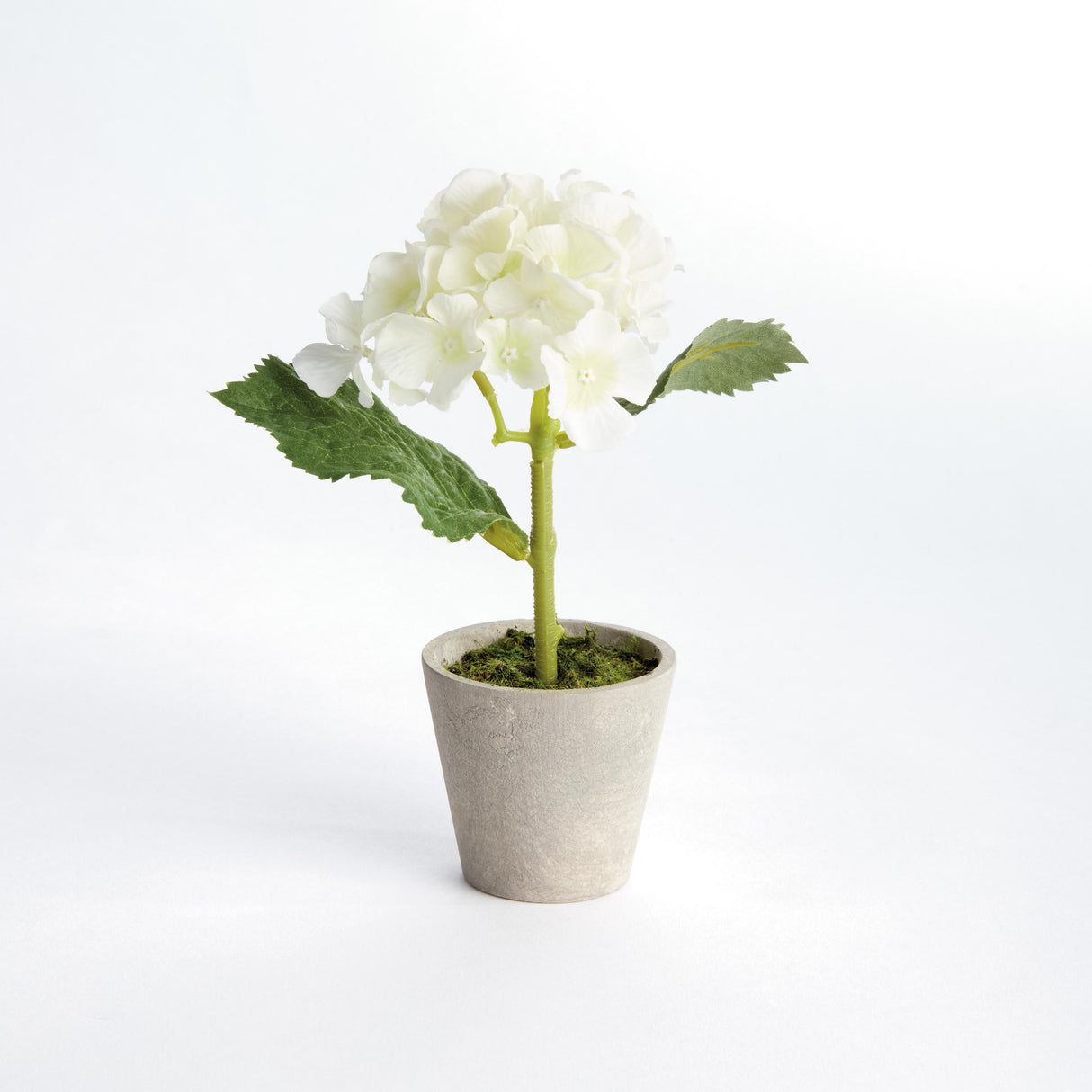 Napa White MINI HYDRANGEA POTTED 8", SET OF 4