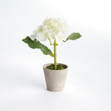 Napa White MINI HYDRANGEA POTTED 8", SET OF 4