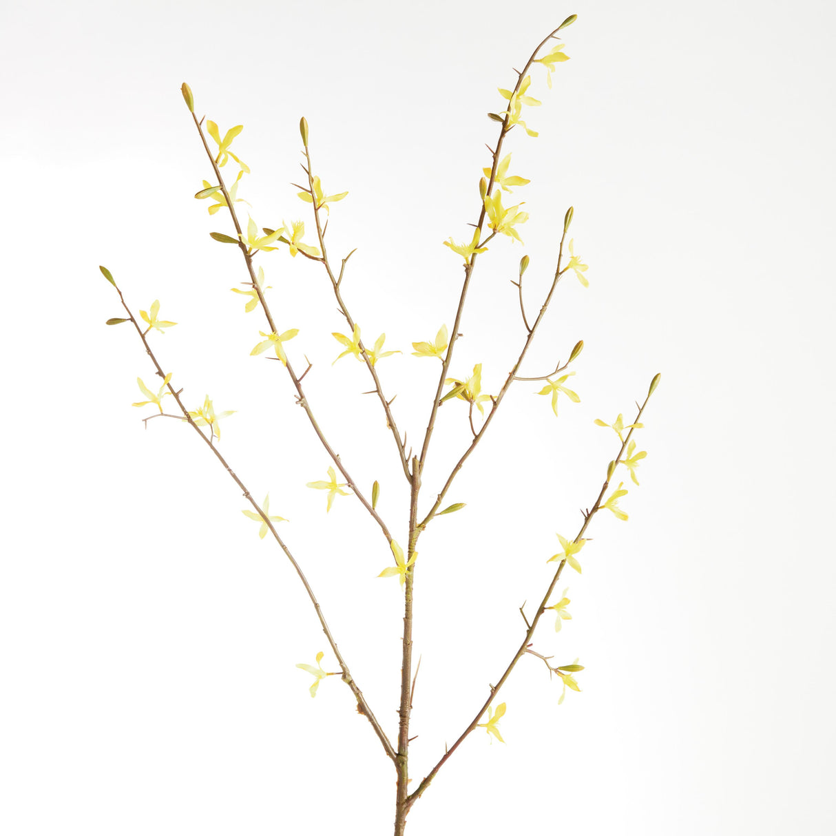 Napa Yellow FORSYTHIA STEMS 47", SET OF 6