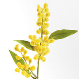 Napa Yellow MIMOSA CUTTINGS 11", SET OF 12