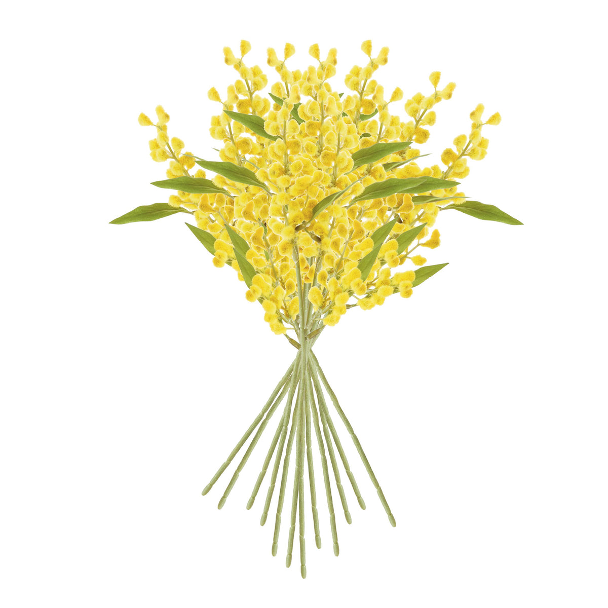 Napa Yellow MIMOSA CUTTINGS 11", SET OF 12