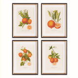 Napa Includes mat CITRIS CUTTINGS STUDY, SET OF 4