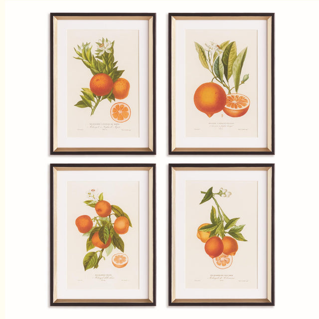 Napa Includes mat CITRIS CUTTINGS STUDY, SET OF 4