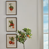Napa Includes mat CITRIS CUTTINGS STUDY, SET OF 4