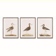 Napa Includes mat WANDERING BIRDS STUDY, SET OF 3