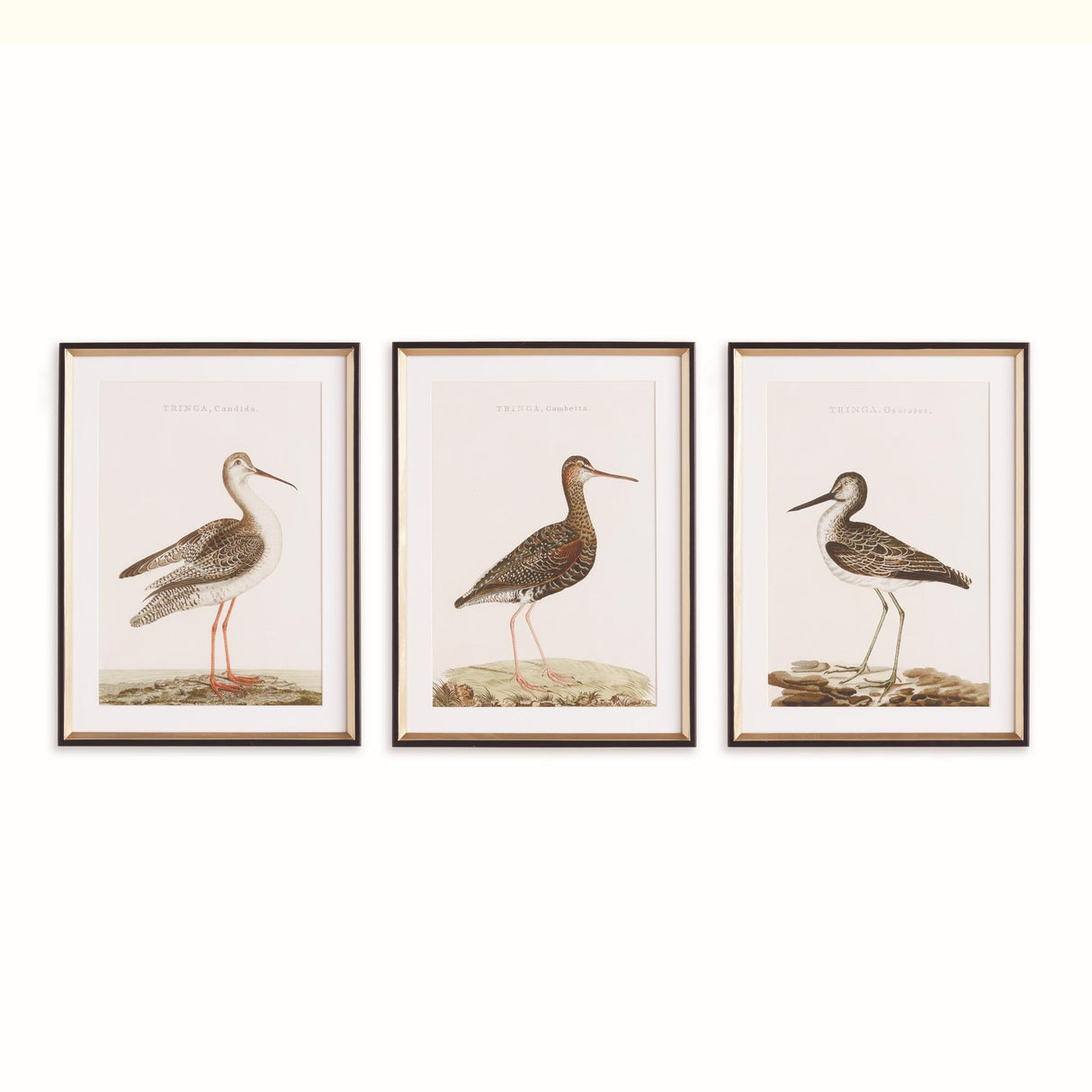 Napa Includes mat WANDERING BIRDS STUDY, SET OF 3