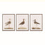 Napa Includes mat WANDERING BIRDS STUDY, SET OF 3
