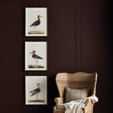 Napa Includes mat WANDERING BIRDS STUDY, SET OF 3