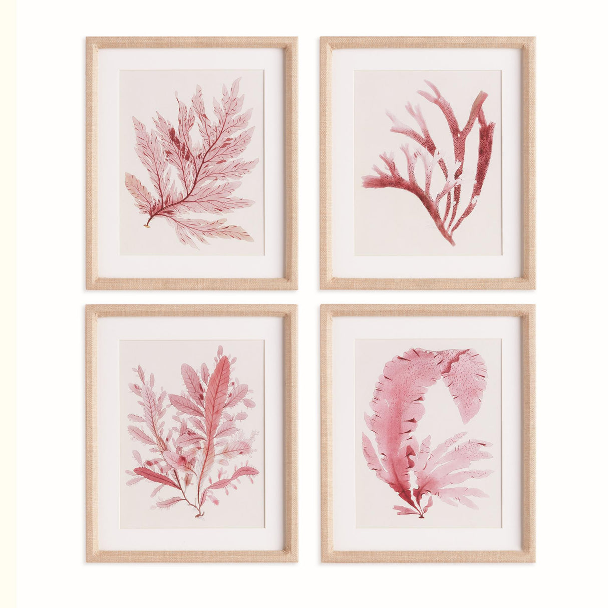 Napa Includes mat WATERCOLOR SEAWEED PRINTS, SET OF 4