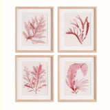Napa Includes mat WATERCOLOR SEAWEED PRINTS, SET OF 4