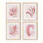 Napa Includes mat WATERCOLOR SEAWEED PRINTS, SET OF 4