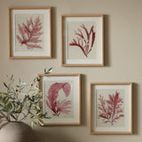 Napa Includes mat WATERCOLOR SEAWEED PRINTS, SET OF 4