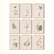 Napa Fabric wrapped frame DAINTY FLORA & FAUNA STUDY, SET OF 9