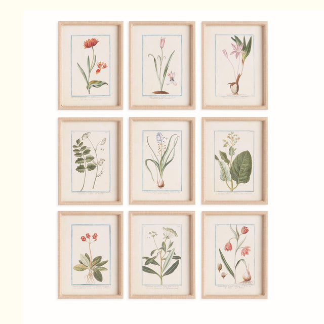 Napa Fabric wrapped frame DAINTY FLORA & FAUNA STUDY, SET OF 9