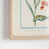 Napa Fabric wrapped frame DAINTY FLORA & FAUNA STUDY, SET OF 9