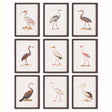 Napa  AQUATIC BIRDS STUDY, SET OF 9
