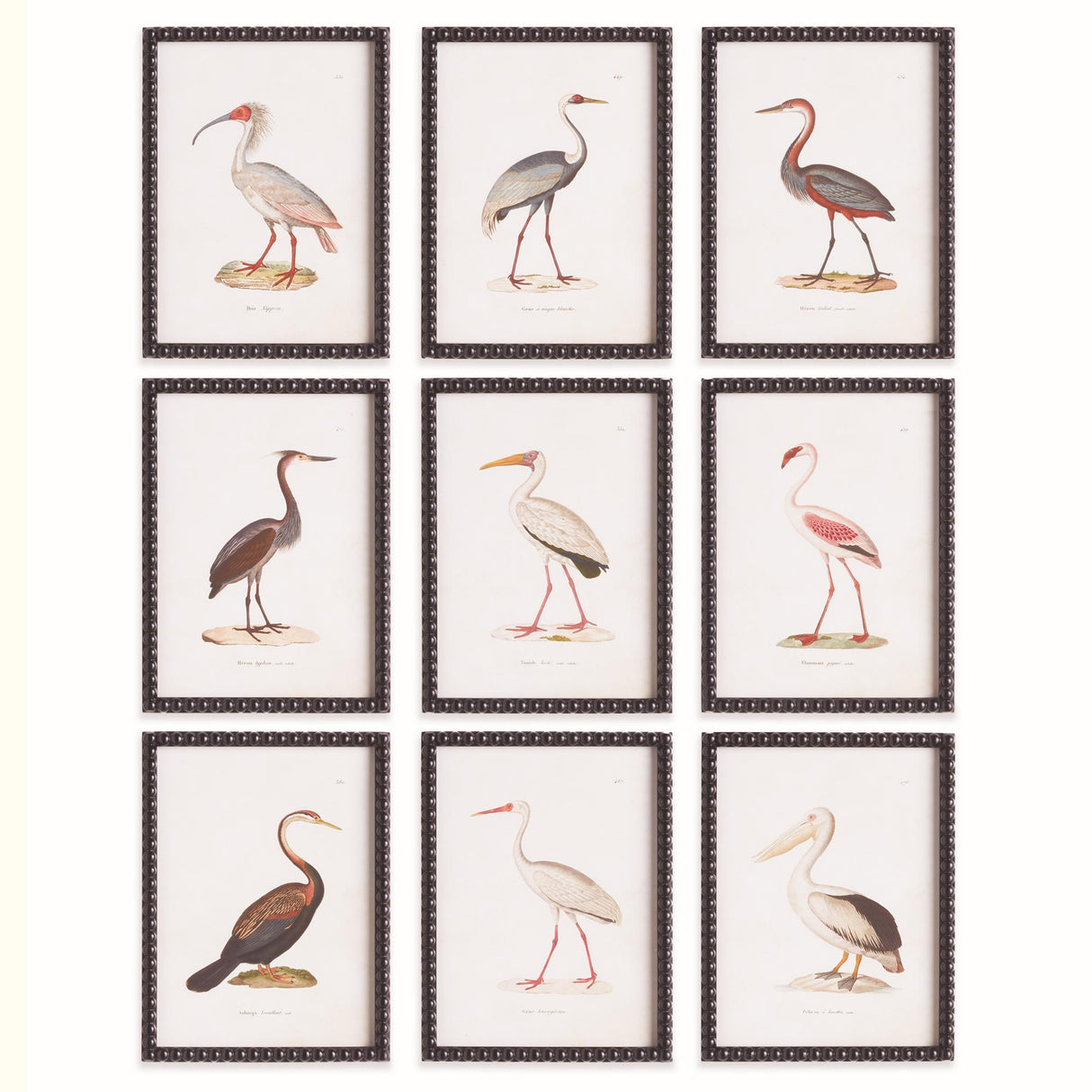 Napa  AQUATIC BIRDS STUDY, SET OF 9