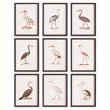 Napa  AQUATIC BIRDS STUDY, SET OF 9