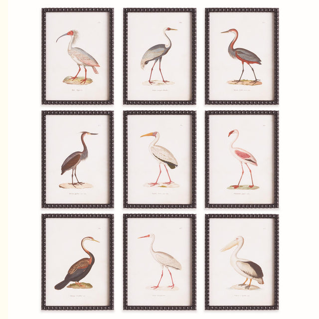 Napa  AQUATIC BIRDS STUDY, SET OF 9