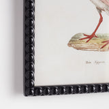 Napa  AQUATIC BIRDS STUDY, SET OF 9